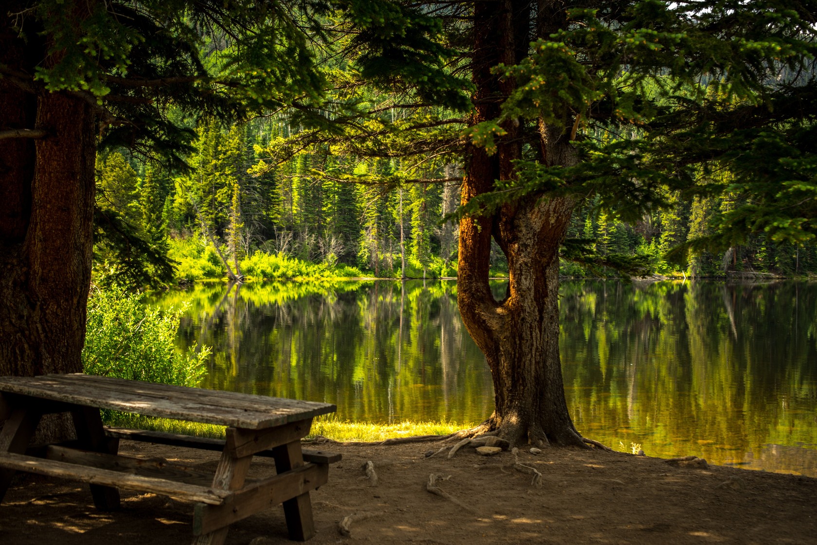 Forest lake scene with a picnic table under pine trees